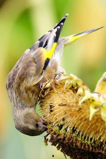 金翅瓜如何吃,探索美味与营养的完美结合