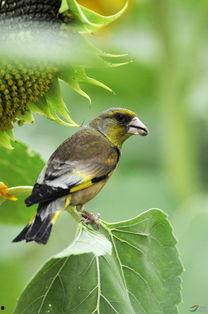 金翅瓜如何吃,探索美味与营养的完美结合