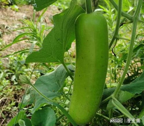 湖北瓠子瓜怎么吃,湖北瓠子瓜的多样食法探索