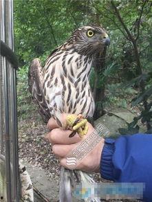 猛禽幼狮吃瓜,揭秘野生动物的生存智慧