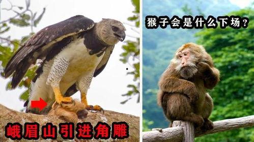 猛禽幼狮吃瓜,揭秘野生动物的生存智慧
