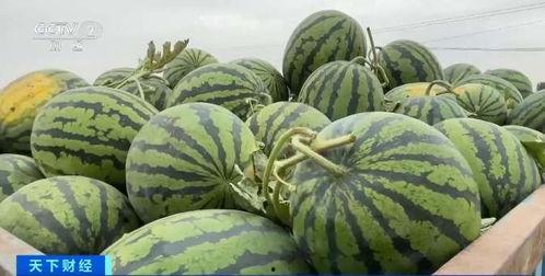 山东曹县吃瓜,探寻山东特色美食之旅