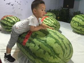 西藏吃瓜事件,揭秘背后真相与网络舆论风暴