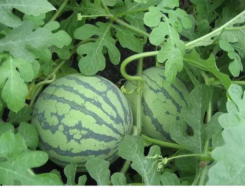 吃瓜陈瑞书,揭秘娱乐圈背后的故事