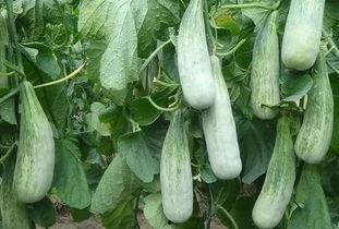 河北有什么瓜可以吃,河北特色瓜果品鉴之旅