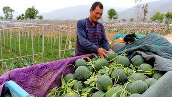 北皋镇吃瓜事件,一场引发热议的网络狂欢与反思