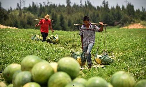 北皋镇吃瓜事件,一场引发热议的网络狂欢与反思