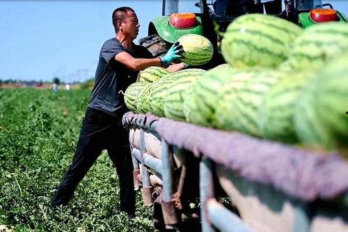 北皋镇吃瓜事件,一场引发热议的网络狂欢与反思