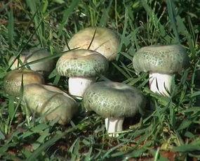 吃瓜边缘菌,揭秘娱乐圈幕后真相