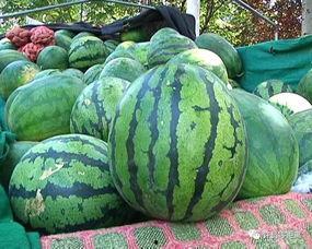 选瓜吃,教你如何挑选出最甜最脆的瓜果