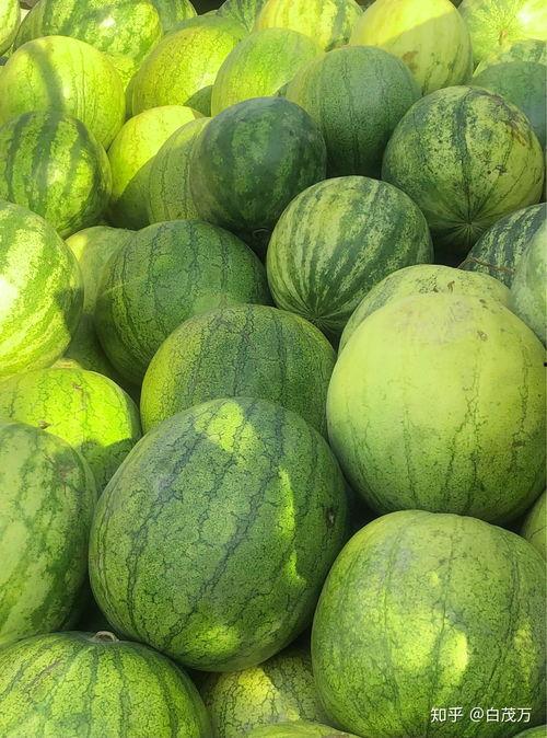 籽瓜掏着吃,尽享脆嫩多汁的夏日美味