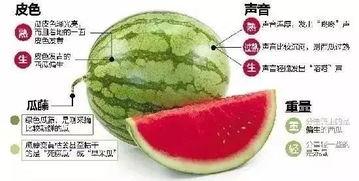 微信吃瓜公司,一场社交瓜界的狂欢盛宴