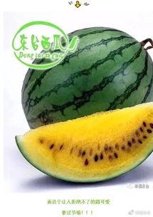 微信吃瓜公司,一场社交瓜界的狂欢盛宴