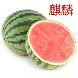 糖尿病可以吃嫩圆瓜吗,嫩圆瓜的食用指南