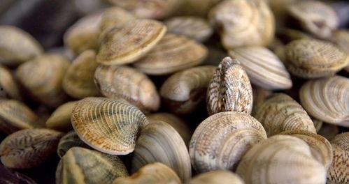 吃蛤蜊可以吃哈密瓜吗,跨界美食搭配探索