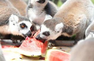 动物吃瓜,动物们的美食盛宴