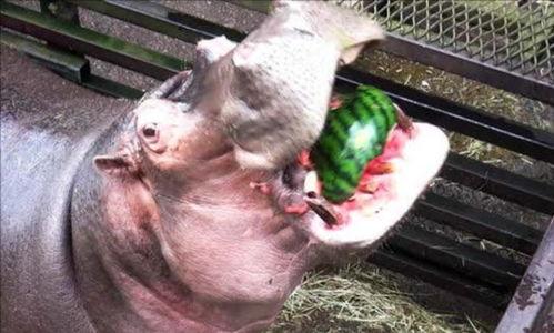 动物吃瓜,动物们的美食盛宴