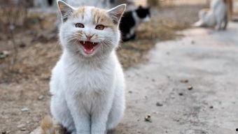 阿比猫舍吃瓜,揭秘网红猫咪的吃瓜日常