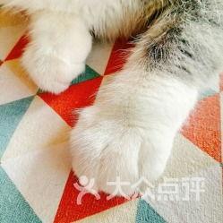 阿比猫舍吃瓜,揭秘网红猫咪的吃瓜日常