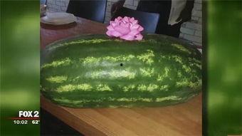 美国队吃瓜,揭秘背后的真相与争议